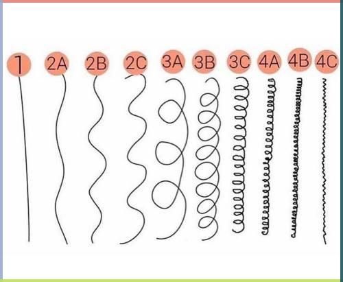 A chart of 12 different hairtypes from straight hair to 4c hair